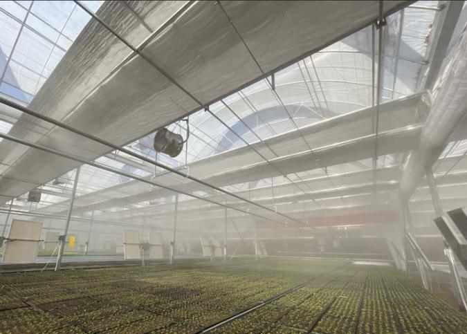 Juxiang′s Commercial Sunlight Greenhouse for Vegetable Farming