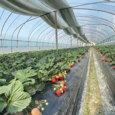 JX-A00160 Invernadero de regadío por goteo en túnel para la agricultura adaptado a sus necesidades