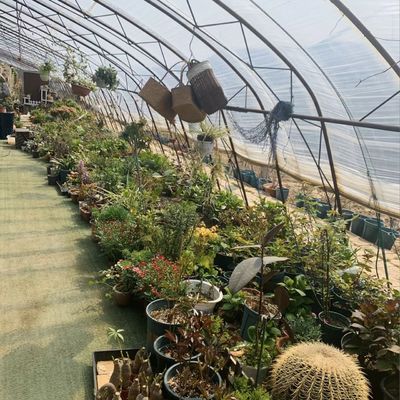 Sistema de riego por goteo para plantación de flores con estructura de acero con devolución de 30 días