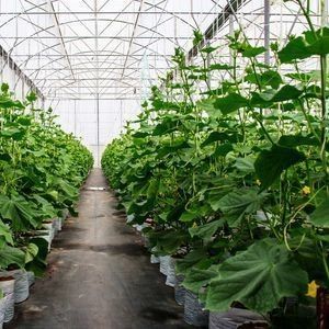 Invernadero hidropónico de pimienta y flores de doble arco con forma de techo de múltiples tramos