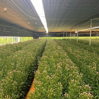Estados Unidos/Canadá Estructura de acero Vegetales Plantación de invernadero de arco único para hidroponía