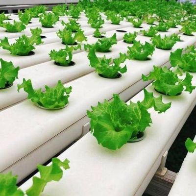 Maximizar el crecimiento con el sistema de cultivo sin suelo en el invernadero de contenedores de techo arqueado