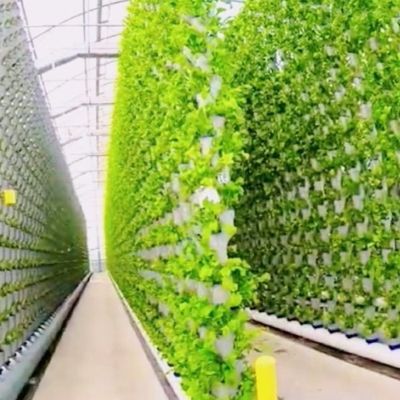 Instalación de siembra hidropónica Invernadero de película de sombreado interior con sombreado exterior