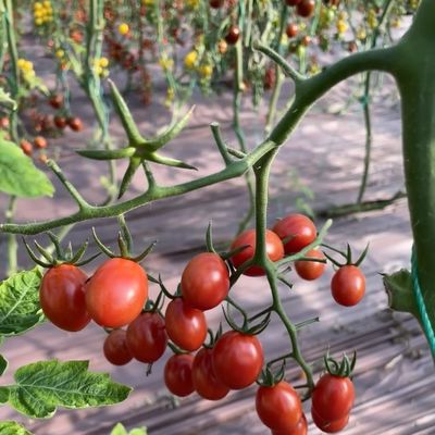 Invernadero de vidrio hidropónico de doble capa para el cultivo de flores asequible y duradero
