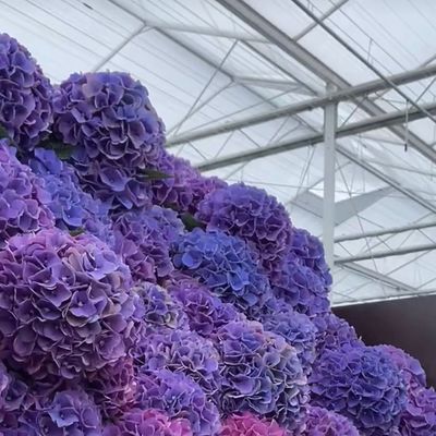 80.000kg de peso bruto de vidrio de doble capa en invernadero hidropónico para el cultivo de verduras