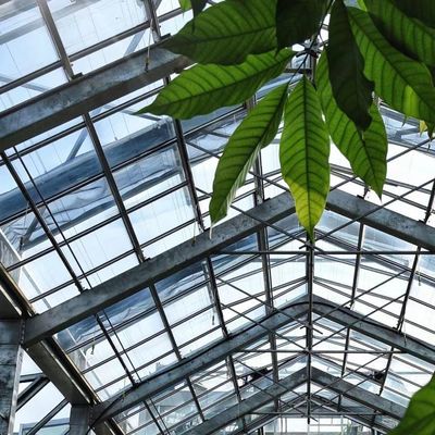 Invernadero de vidrio para el cultivo de vegetales hidropónicos