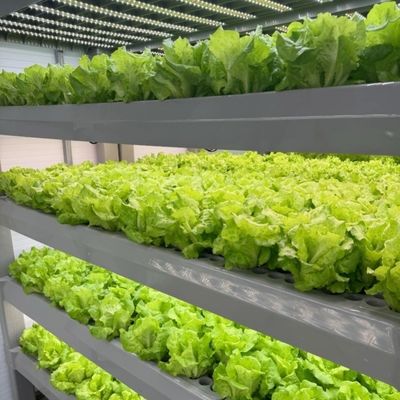 Invernadero para el cultivo sin suelo de la producción de hortalizas y frutas a gran escala