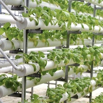 Invernadero para el cultivo sin suelo de la producción de hortalizas y frutas a gran escala
