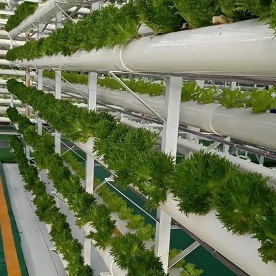 Invernadero para el cultivo sin suelo de la producción de hortalizas y frutas a gran escala