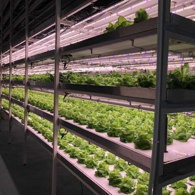 Invernadero para el cultivo sin suelo de la producción de hortalizas y frutas a gran escala