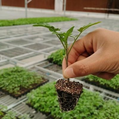 JX-A006 Invernadero de policarbonato de gran tamaño para uso comercial y agrícola