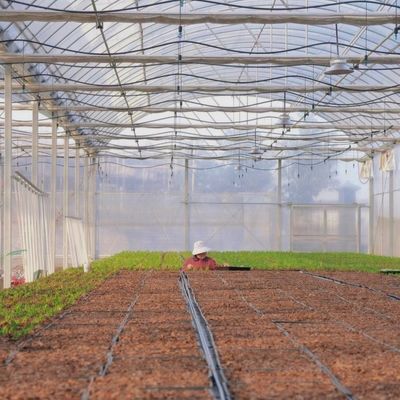 Invernadero agrícola de plástico tipo arco para tomate/camarón y fresas con sistema de cultivo hidropónico