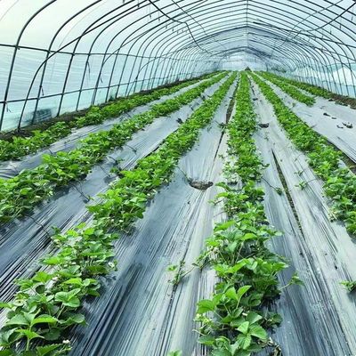 Gran invernadero de película de una sola capa para el cultivo durante todo el año