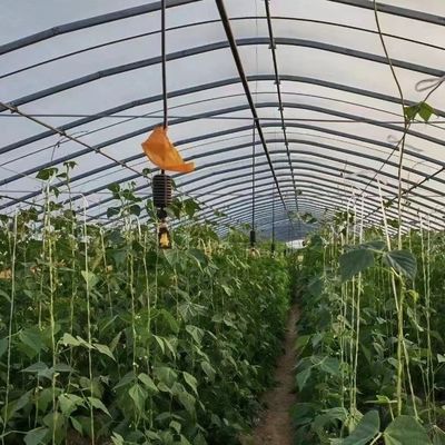 Polytunnel Túnel de plástico Invernadero agrícola de sola envergadura para solicitud personalizada