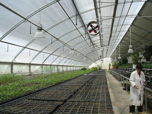 20.000kg de paquete Peso bruto de tomate de varias extensiones Pepinillo de fresa Invernadero de cultivo