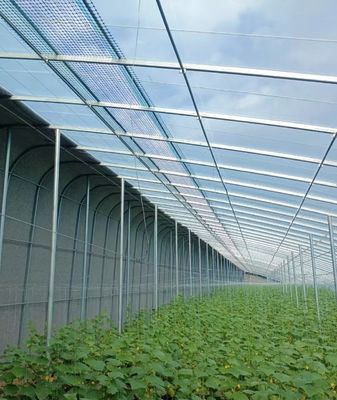 20.000kg de paquete Peso bruto de tomate de varias extensiones Pepinillo de fresa Invernadero de cultivo