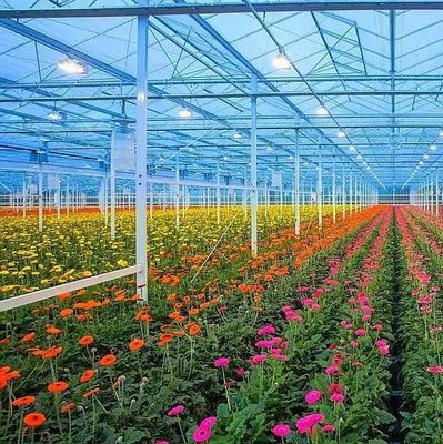 Invernadero con calefacción en chapa de plástico para el cultivo de semillas y plantas medicinales/hongos