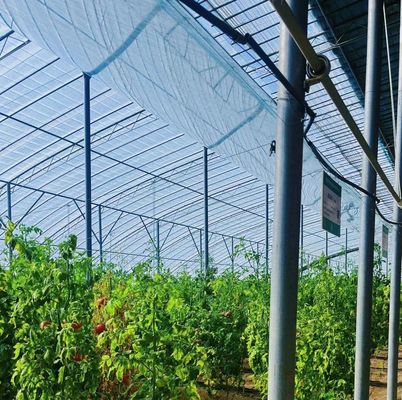 Método de cultivo hidropónico Invernadero de película de una sola capa para lechuga/espinacas/cerdo