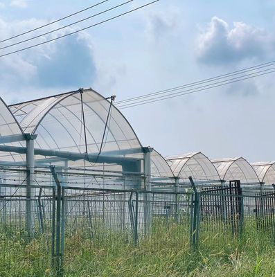 Método de cultivo hidropónico Invernadero de película de una sola capa para lechuga/espinacas/cerdo