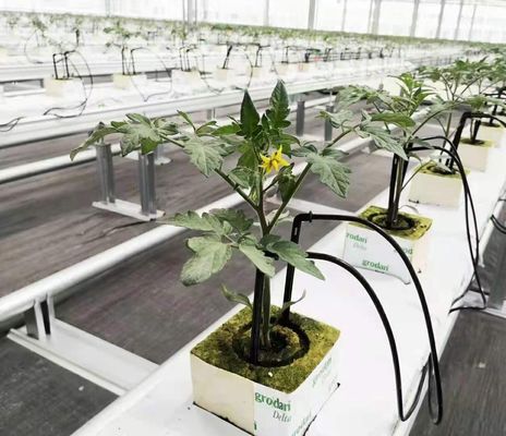 Método de cultivo hidropónico Invernadero de película de una sola capa para lechuga/espinacas/cerdo