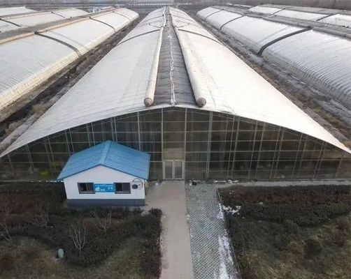 Transforme su experiencia agrícola con el sistema de hidroponía de tomate, pepino y fresa