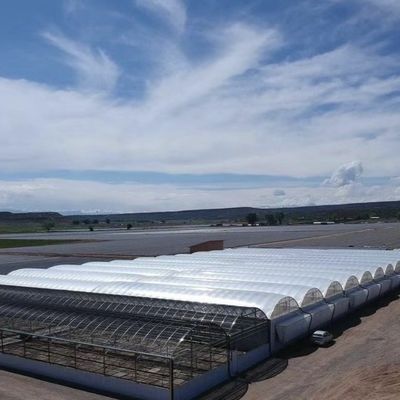 Invernadero de vidrio Venlo de varias franjas con sistema hidropónico Cocopeat y personalización