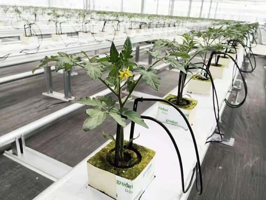 Invernadero de hongos para la producción y el cultivo de hongos a gran escala
