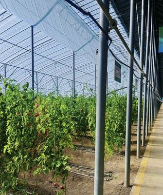Invernadero de producción de verduras de túnel de múltiples tramos con orden mínimo de 1 metro cuadrado
