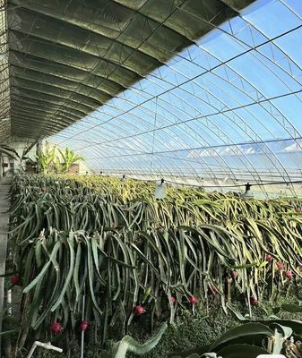 Invernadero de producción de verduras de túnel de múltiples tramos con orden mínimo de 1 metro cuadrado