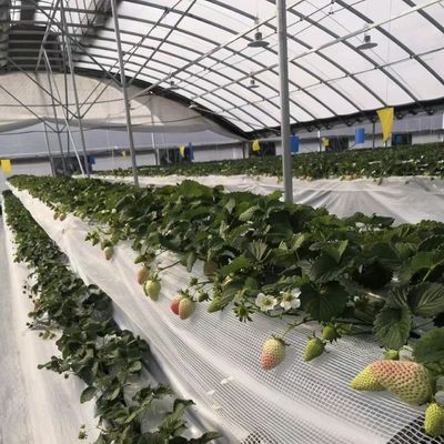 Reembolso de 30 días Obtener un reembolso para nuestro kit de invernadero de túnel de agricultura multi-span