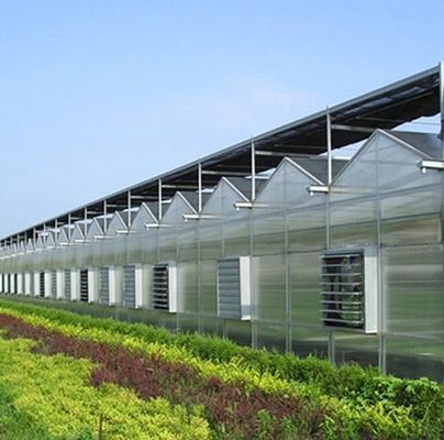 Gran acuicultura Tomate Pepinillo Fresa Hidroponía Invernadero con alto rendimiento