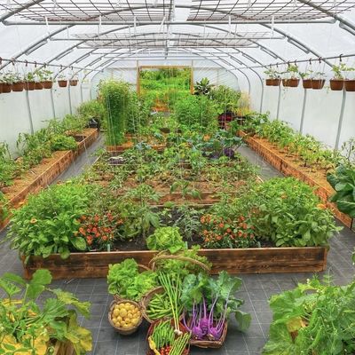 Invernadero de túnel para verduras y tomates Paquete Tamaño 50,00cm * 60,00cm * 50,00cm