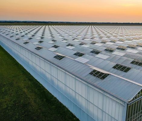 Origen Invernadero ecológico para tomate/capsicum/pepinos Estructura de acero y coste de envío