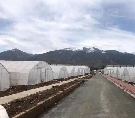 Invernadero comercial de tomate/fresas/lechuga de múltiples tramos con cubierta de película de plástico