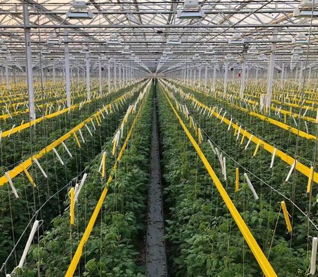 Invernadero comercial de tomate/fresas/lechuga de múltiples tramos con cubierta de película de plástico