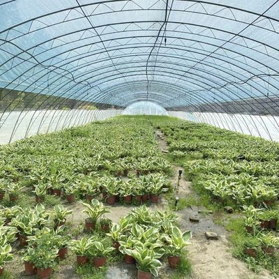 Invernadero comercial de pago completo para tomates y fresas en el túnel de tuberías de agua
