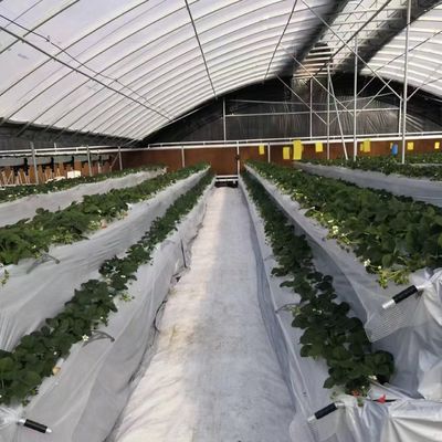 Invernadero comercial de pago completo para tomates y fresas en el túnel de tuberías de agua