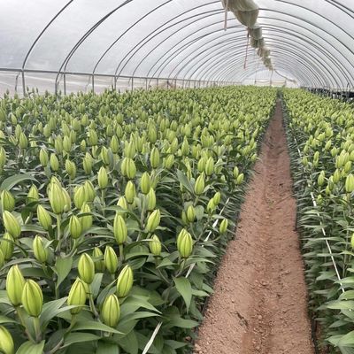 Invernadero comercial de pago completo para tomates y fresas en el túnel de tuberías de agua