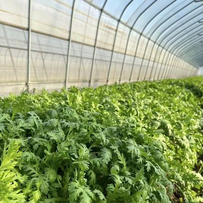 Tamaño del paquete 50,00cm * 60,00cm * 50,00cm Invernadero de túnel para agricultura y hortalizas