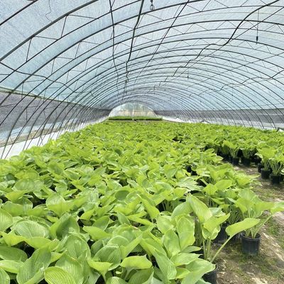 Tamaño del paquete 50,00cm * 60,00cm * 50,00cm Invernadero de túnel para agricultura y hortalizas