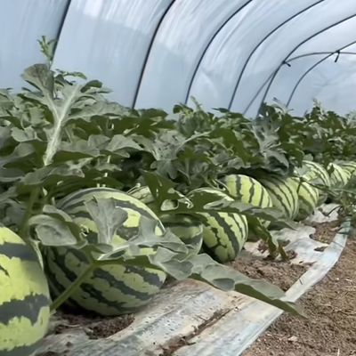 Tamaño del paquete 50,00cm * 60,00cm * 50,00cm Invernadero de túnel para agricultura y hortalizas
