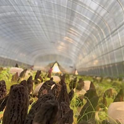 Solución de invernadero de túnel hidropónico de gran tamaño asequible Peso bruto 20.000 kg