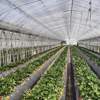 Solución de invernadero de túnel hidropónico de gran tamaño asequible Peso bruto 20.000 kg