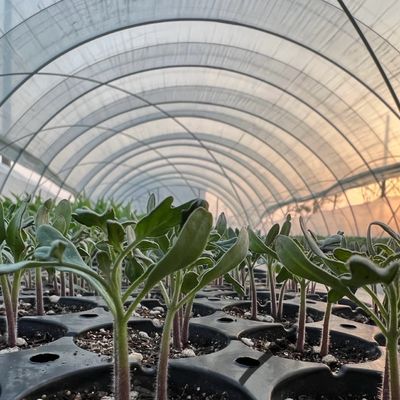 Solución de invernadero de túnel hidropónico de gran tamaño asequible Peso bruto 20.000 kg