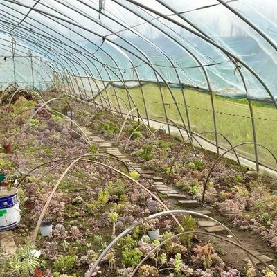 Solución de invernadero de túnel hidropónico de gran tamaño asequible Peso bruto 20.000 kg