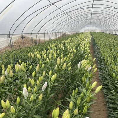 Solución de invernadero de túnel hidropónico de gran tamaño asequible Peso bruto 20.000 kg
