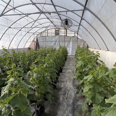 Solución de invernadero de túnel hidropónico de gran tamaño asequible Peso bruto 20.000 kg