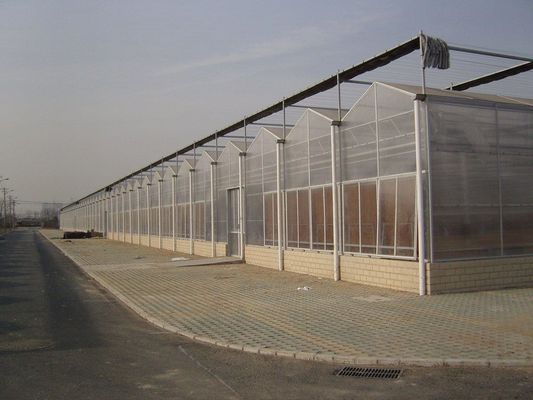 Sistema de cultivo de tomates, pepinos y fresas en invernadero con cubierta de película y moneda estadounidense