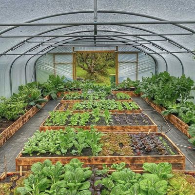 Invernadero de túnel hidropónico de una sola capa para la agricultura 30 días devolución de reembolsos