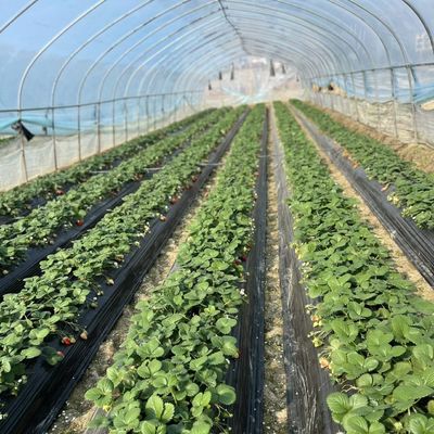Invernadero de túnel hidropónico de una sola capa para la agricultura 30 días devolución de reembolsos